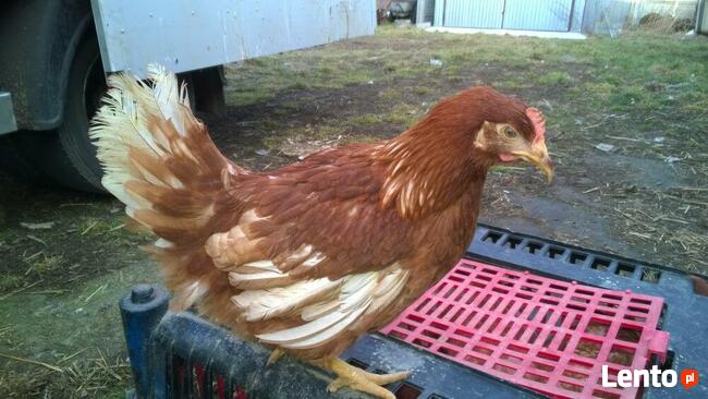 Kury nioski Rossa + Dowóz gratis KUTNO