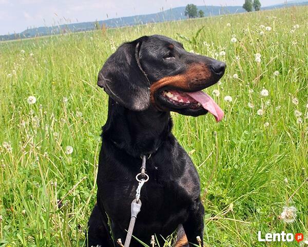 GOŃCZE POLSKIE reproduktory użytkowe zapraszają