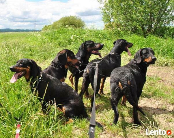 GOŃCZE POLSKIE reproduktory użytkowe zapraszają