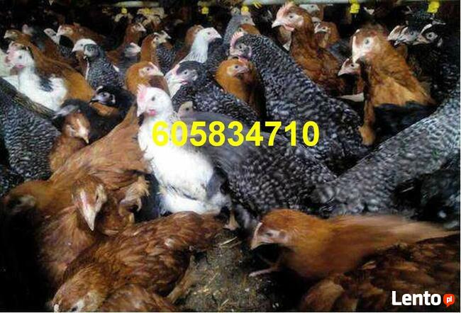 Ferma sprzeda Kury Nioski młode DOWÓZ GRATIS