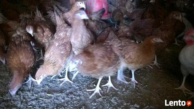 Kury Nioski + dostawa ŁĘCZYCA