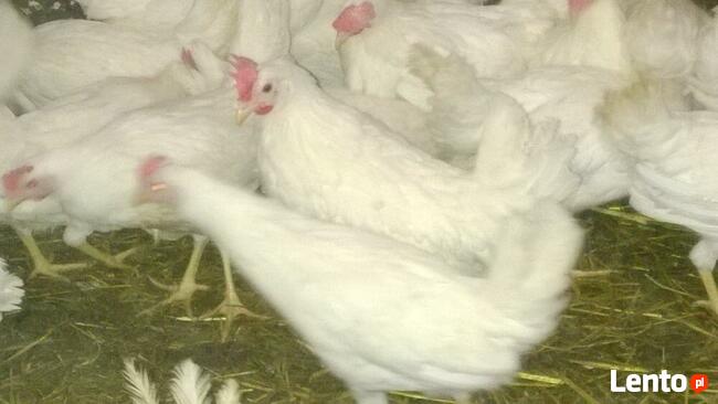 Kury Nioski z dostawą do domu KONIN