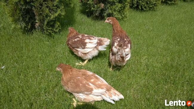 Ferma sprzeda Kury Nioski młode DOWÓZ