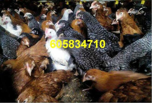 Ferma sprzeda Kury Nioski młode DOWÓZ