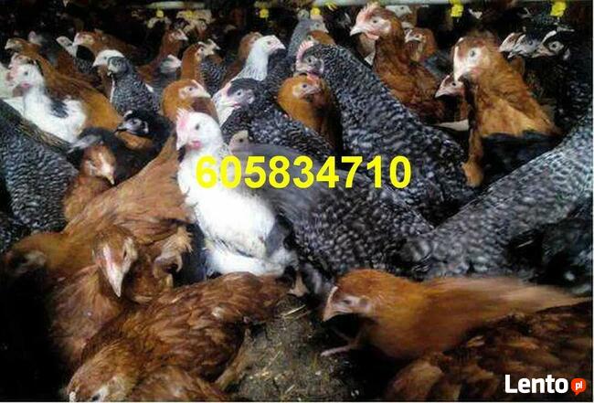 Kury nioski Rossa + Dowóz gratis GOSTYNIN