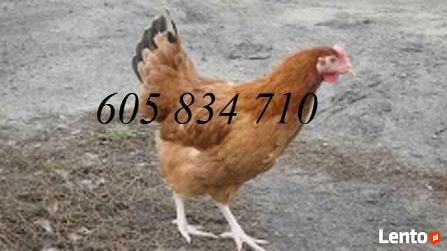 Ferma sprzeda Kury Nioski młode DOWÓZ GRATIS