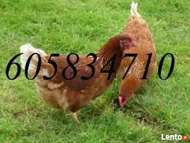 Kury nioski Rossa + Dowóz gratis KUTNO