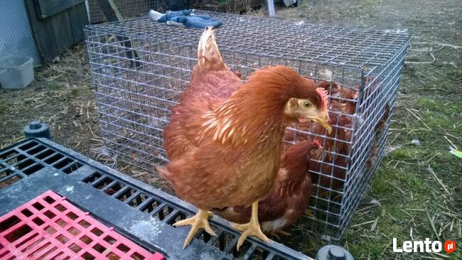 Kury nioski Rossa + Dowóz gratis GOSTYNIN