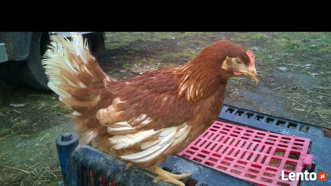 Kury nioski Rossa + Dowóz gratis GOSTYNIN