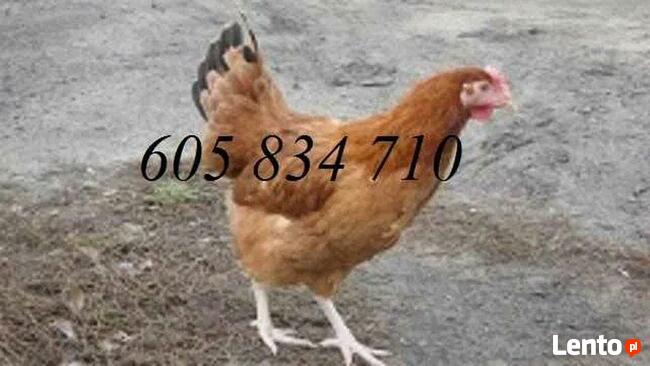 Ferma sprzeda Kury Nioski młode DOWÓZ