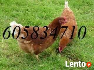 Ferma sprzeda Kury Nioski młode DOWÓZ GRATIS