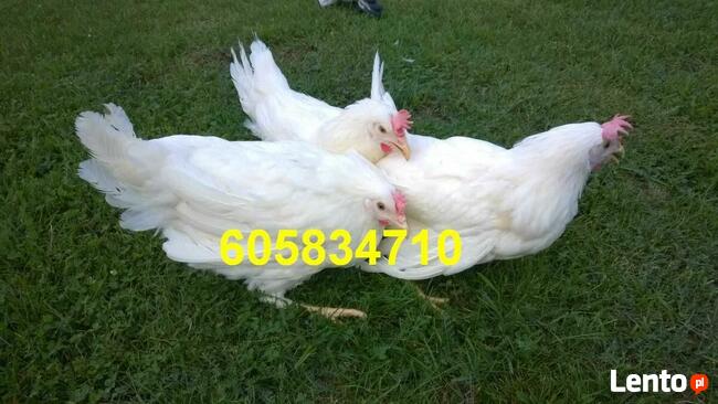 Ferma sprzeda Kury Nioski młode DOWÓZ GRATIS