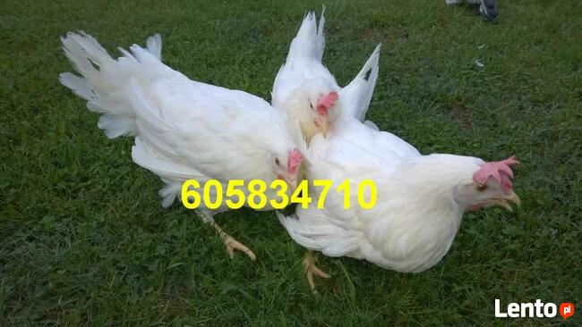 Ferma sprzeda Kury Nioski młode DOWÓZ
