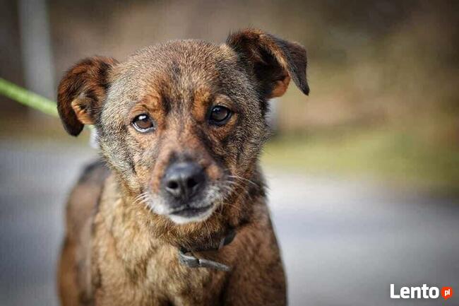 Reksio ok.7/8 let.o cudownym charakterze Jolanta Mosk.