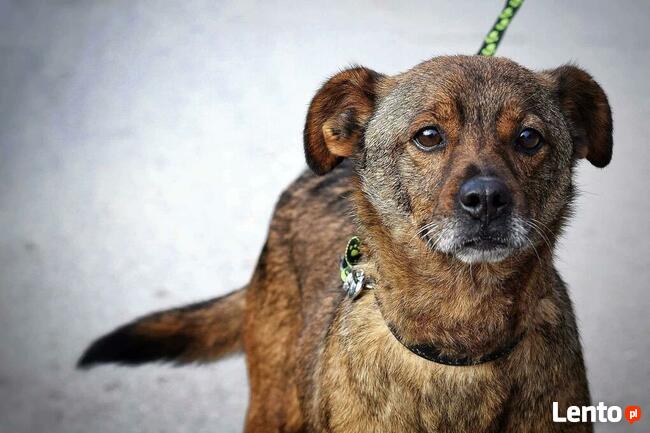 Reksio ok.7/8 let.o cudownym charakterze Jolanta Mosk.