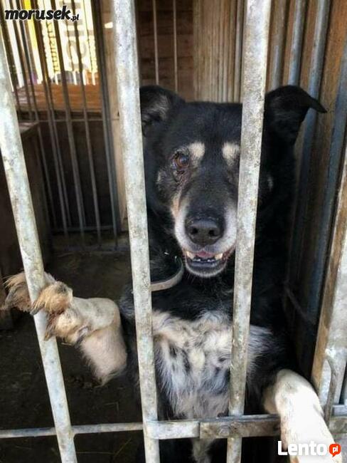 Wspaniały psiak bardzo cierpi za kratami BŁAGAM pokochaj go