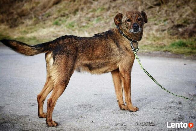 Reksio ok.7/8 let.o cudownym charakterze Jolanta Mosk.