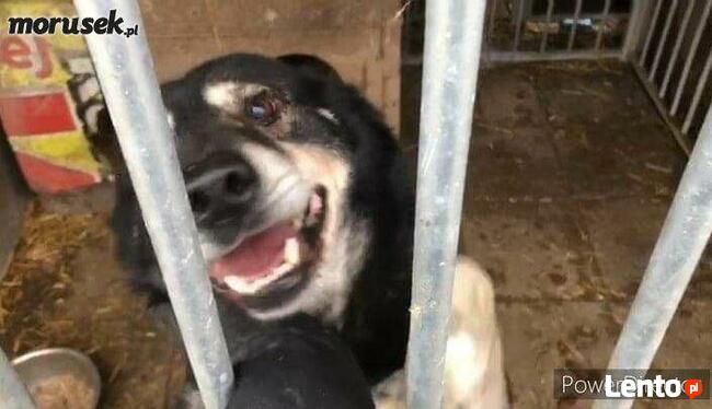 Wesoły kochany proludzki psiak BŁAGA o ratunek