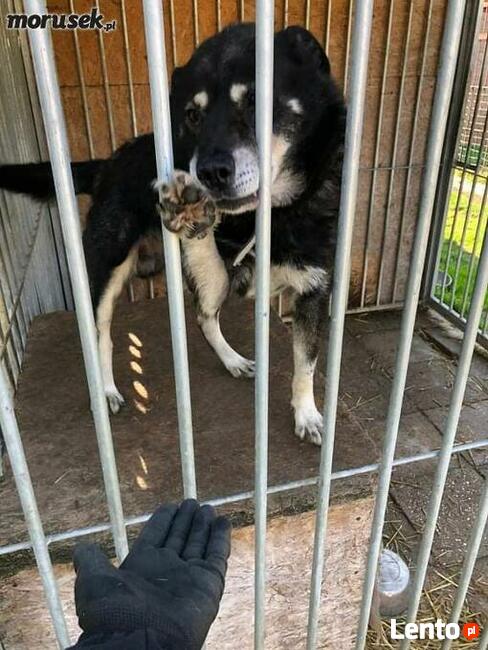 Wspaniały psiak bardzo cierpi za kratami BŁAGAM pokochaj go