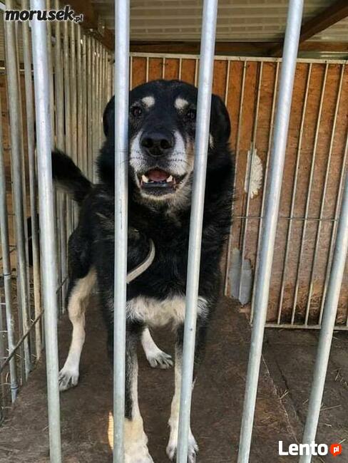 Wspaniały psiak bardzo cierpi za kratami BŁAGAM pokochaj go