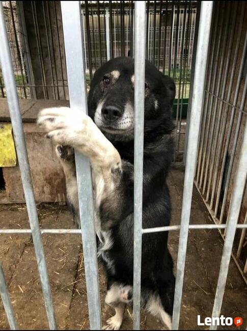 Psi ideał który był przetrzymywany na łańcuch szuka domku