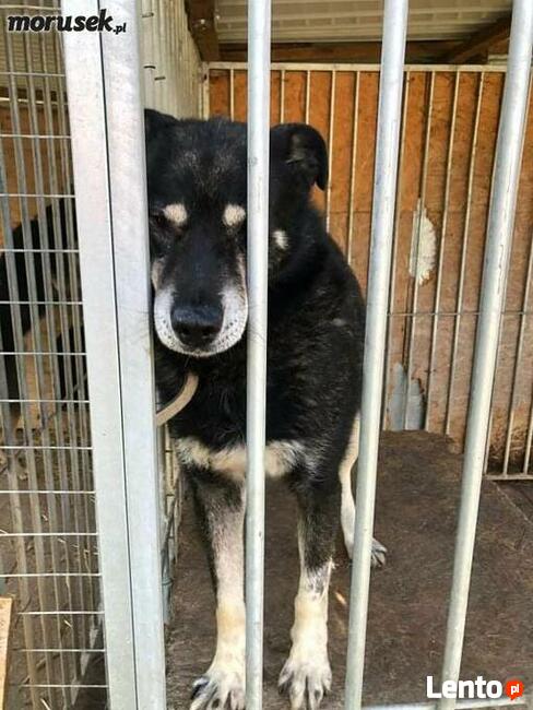Wspaniały psiak bardzo cierpi za kratami BŁAGAM pokochaj go