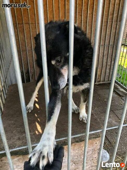 FRANUŚ cudowny psiak z łańcucha cierpi w schronisku ocal go