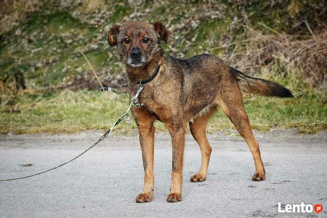 Reksio ok.7/8 let.o cudownym charakterze Jolanta Mosk.