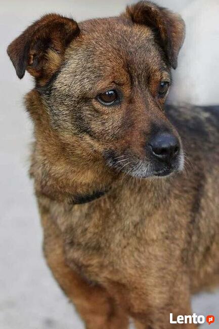 Reksio ok.7/8 let.o cudownym charakterze Jolanta Mosk.