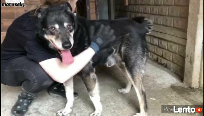 FRANUŚ cudowny psiak z łańcucha cierpi w schronisku ocal go
