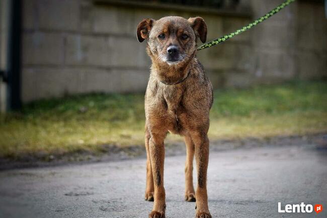 Reksio ok.7/8 let.o cudownym charakterze Jolanta Mosk.