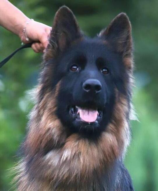 Owczarki niemieckie długowłose