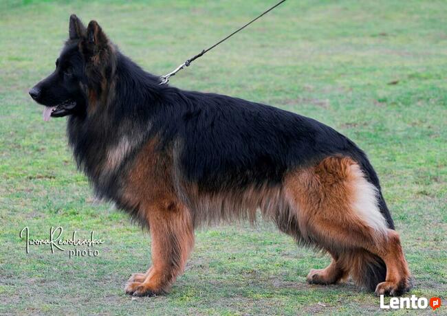 Owczarki niemieckie długowłose