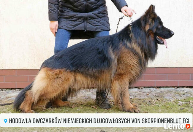 Owczarki niemieckie długowłose