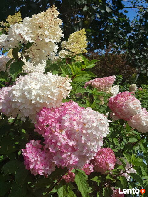 ZAKŁADANIE I PIELĘGNACJA OGRODÓW Ogrody SZPAKOWSKI 502138859