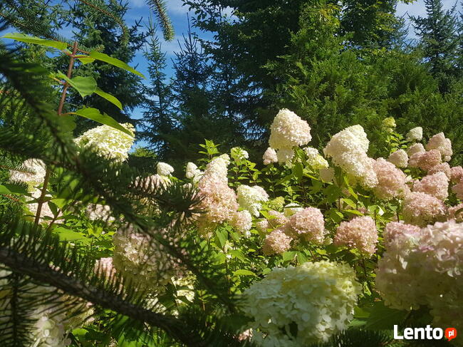 ZAKŁADANIE I PIELĘGNACJA OGRODÓW Ogrody SZPAKOWSKI 502138859