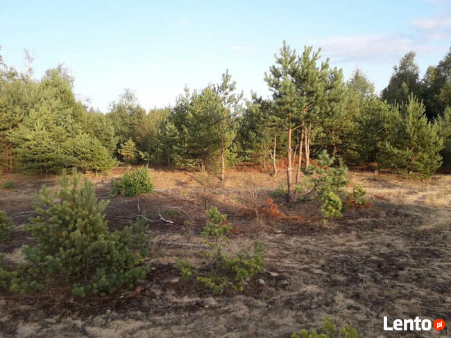 Działka budowlana 1000 m2, pod lasem, blisko Mazur