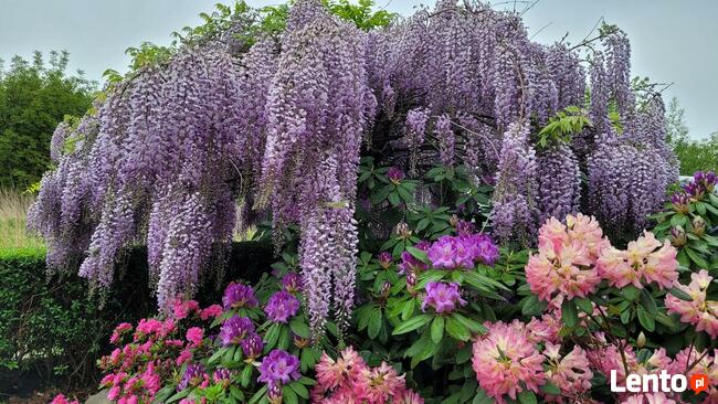 ZAKŁADANIE I PIELĘGNACJA OGRODÓW Ogrody SZPAKOWSKI 502138859