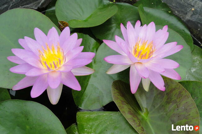 Pielęgnacja roślin ozdobnych