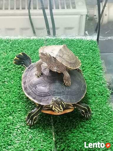 Oddam żółwie wodno lądowe