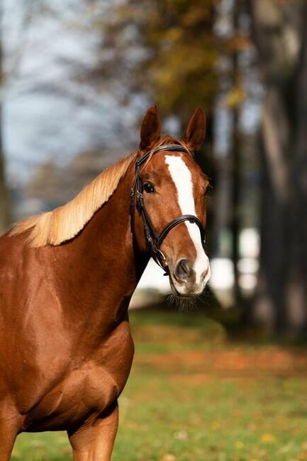 Przyszłościowy wałach na sprzedaż!