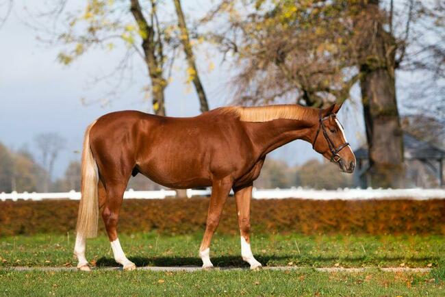 Przyszłościowy wałach na sprzedaż!