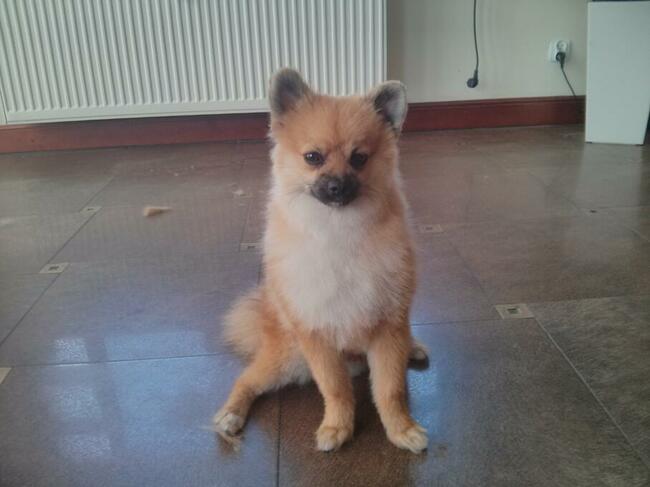 Strzyżenie psów Kościerzyna ul Kartuska 21