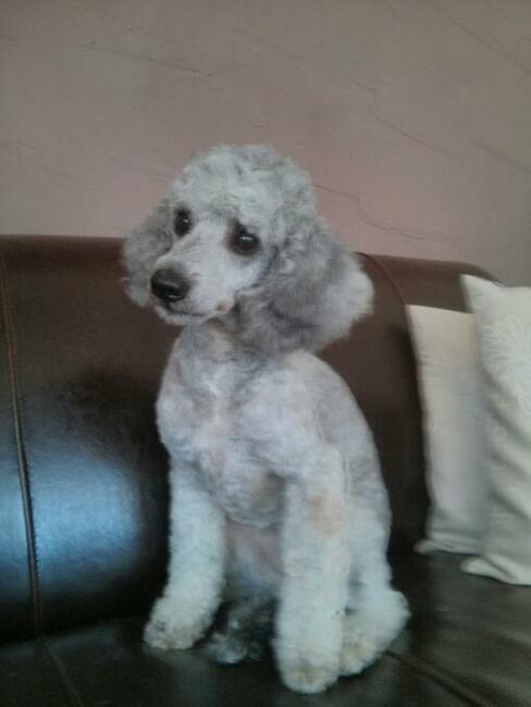 Strzyżenie psów Kościerzyna ul Kartuska 21