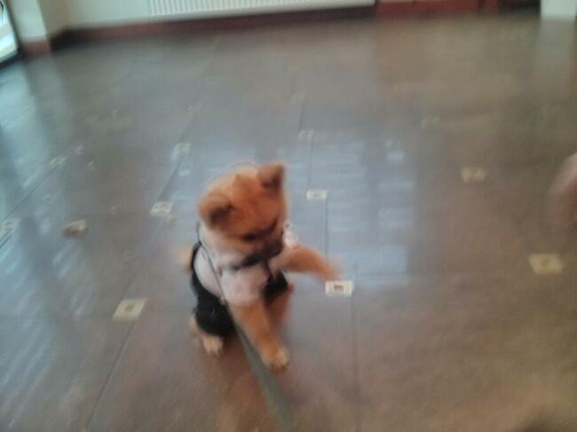 Strzyżenie psów Kościerzyna ul Kartuska 21