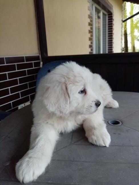 Owczarek podhalański