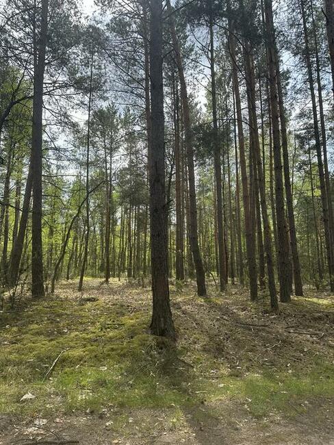 OKAZJA Las mieszany Majdan gmina Stoczek