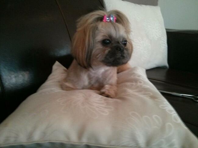 Strzyżenie psów Kościerzyna ul Kartuska 21