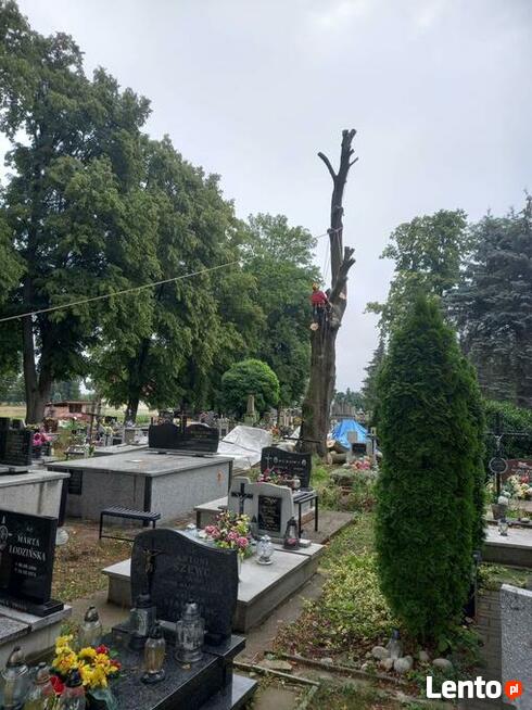 Wycinka drzew trudnych Dębica i okolice