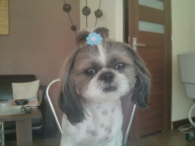 Strzyżenie psów Kościerzyna ul Kartuska 21